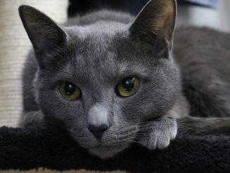 חתול רוסי כחול