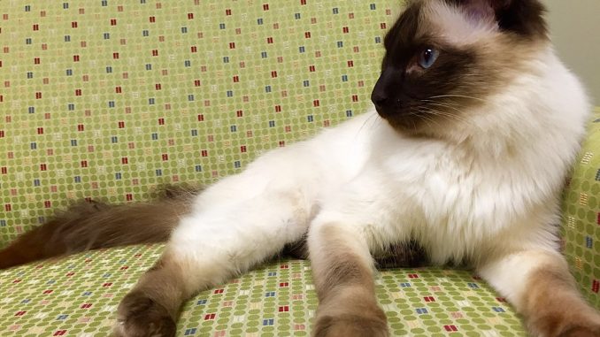 גזע חתולים חתול בלינזי