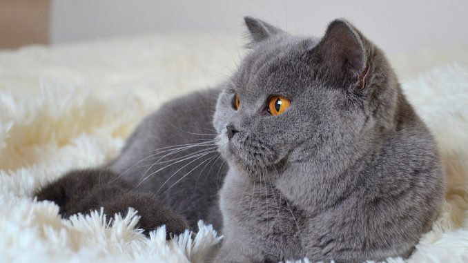 גזע חתולים חתול בריטי קצר שיער