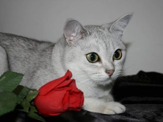 חתול בורמילה