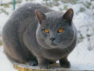 חתול שארטרו