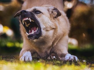 כלב חושף שיניים
