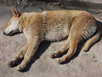 גופת כלב מת