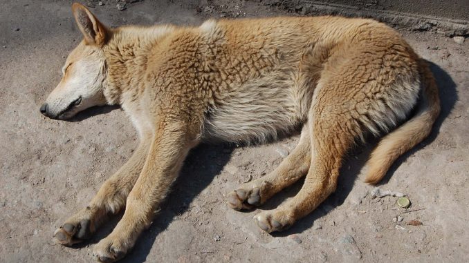 גופת כלב מת