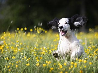 כלב בשדה