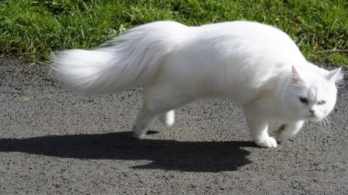 חתול לבן